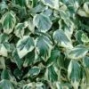 Buntblättriger Kaukasischer Strauch Efeu 40-60cm - Hedera Colchica -Nutrition Life Shop Hedera colchica Dentata Variegata