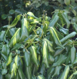 Kaukasischer Efeu Sulphur Heart 60-80cm - Hedera Colchica