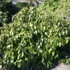 Kaukasischer Strauch Efeu 80-100cm - Hedera Colchica Arborescens -Nutrition Life Shop Hedera colchicaArborescens 2