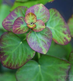 Zwergefeu Arbori Compact 60-80cm - Hedera Helix