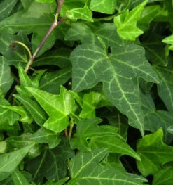 10x Efeu Green Ripple 10-15cm - Hedera Helix