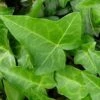 10x Efeu Heron 10-15cm - Hedera Helix -Nutrition Life Shop Hedera helix Heron