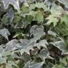 10x Efeu White Ripple 10-15cm - Hedera Helix 2 10x Efeu White Ripple 10-15cm - Hedera Helix -Nutrition Life Shop Hedera helix White Ripple