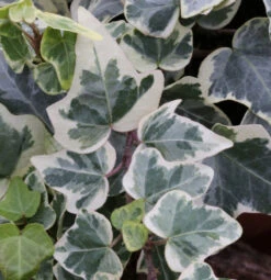 10x Efeu White Wonder 10-15cm - Hedera Helix