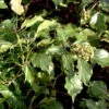 Strauch Efeu 60-80cm - Hedera Helix Arborescens -Nutrition Life Shop Hedera helixArborescens 5