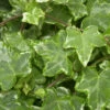 10x Efeu Kolibri 10-15cm - Hedera Helix -Nutrition Life Shop Hedera helixKolibri