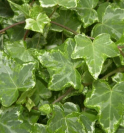 10x Efeu Kolibri 10-15cm - Hedera Helix