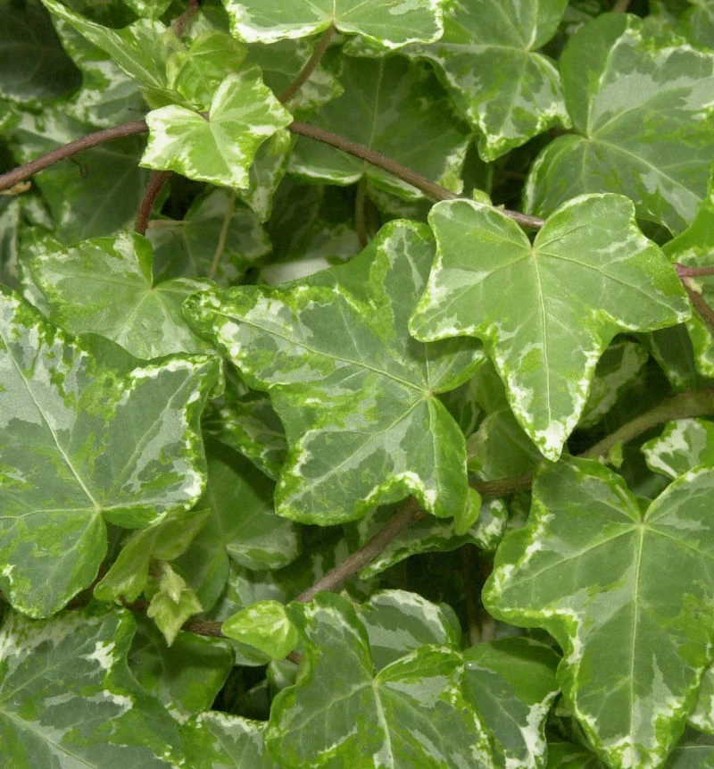 10x Efeu Kolibri 10-15cm - Hedera Helix 3 10x Efeu Kolibri 10-15cm - Hedera Helix