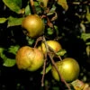 Apfelbaum Altländer Pfannkuchenapfel 60-80cm - Süßsäuerlich -Nutrition Life Shop Malus AltlnderPfannkuchenapfel 1