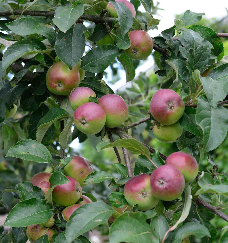 Apfelbaum Erwin Baur 60-80cm - Fest Und Saftig 3 Apfelbaum Erwin Baur 60-80cm - Fest Und Saftig