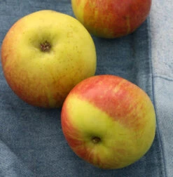 Apfelbaum Geflammter Kardinal 60-80cm - Saftig Und Knackig