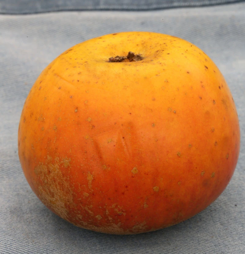 Apfelbaum Gelber Münsterländer Borsdorfer 60-80cm - Fest Und Säuerlich 3 Apfelbaum Gelber Münsterländer Borsdorfer 60-80cm - Fest Und Säuerlich