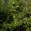 Apfelbaum Gelber Osterapfel 60-80cm - Ein Lagerapfel -Nutrition Life Shop Malus Gelber Osterapfel