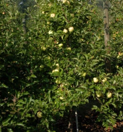 Apfelbaum Gelber Osterapfel 60-80cm - Ein Lagerapfel