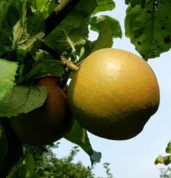 Apfelbaum Goldboskoop 60-80cm - Guter Winterapfel