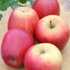 Apfelbaum Groninger Krone 60-80cm - Ein Winterapfel -Nutrition Life Shop Malus GroningerKrone