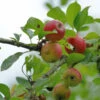 Apfelbaum Holländer Prinz 60-80cm - Knackig Und Süß -Nutrition Life Shop Malus HollnderPrinz