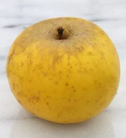 Apfelbaum Holsteiner Zitronenapfel 60-80cm - Ein Herbstsapfel