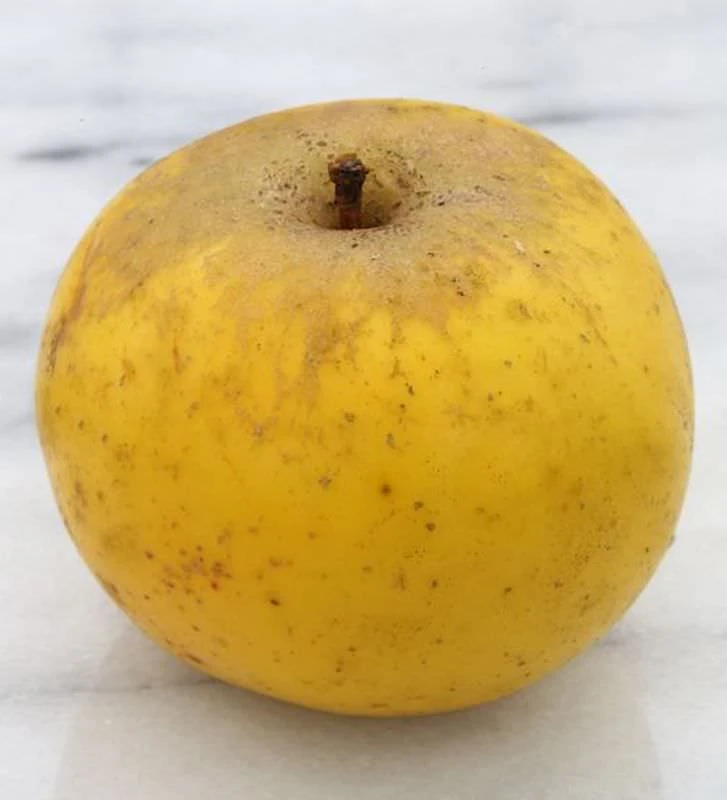 Apfelbaum Holsteiner Zitronenapfel 60-80cm - Ein Herbstsapfel 3 Apfelbaum Holsteiner Zitronenapfel 60-80cm - Ein Herbstsapfel