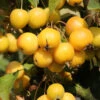 Zierapfel Golden Hornet 80-100cm - Malus Hybride 2 Zierapfel Golden Hornet 80-100cm - Malus Hybride -Nutrition Life Shop Malus Hybride Golden Hornet 2