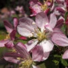 Zierapfel Hillieri 60-80cm - Malus Hybride -Nutrition Life Shop Malus Hybride Hillieri