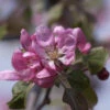 Zierapfel Neville Copeman 60-80cm - Malus Hybride -Nutrition Life Shop Malus Hybride Neville Copeman