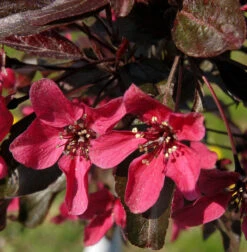 Zierapfel Nicoline 60-80cm - Malus Hybride