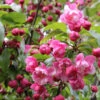 Zierapfel Prairie Fire 80-100cm - Malus Hybride -Nutrition Life Shop Malus Hybride Prairie Fire