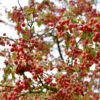 Zierapfel Red Jewel 60-80cm - Malus Hybride -Nutrition Life Shop Malus Hybride RedJewel
