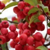 Zierapfel Red Sentinel 80-100cm - Malus Hybride -Nutrition Life Shop Malus Hybride RedSentinel 1