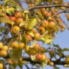 Zierapfel Butterball 125-150cm - Malus Hybride -Nutrition Life Shop Malus HybrideButterball