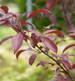 Zierapfel Coccinella 60-80cm - Malus Hybride