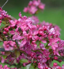 Zierapfel Eleyi 60-80cm - Malus Hybride