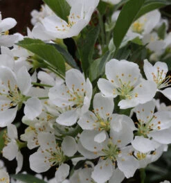 Hochstamm Zierapfel Tina 60-80cm - Malus Hybride