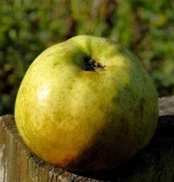 Apfelbaum Jakob Lebell 60-80cm -Herbstapfel Und Sauer