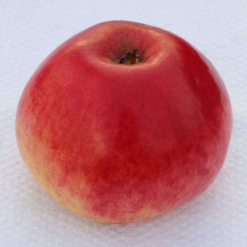 Apfelbaum Kaiser Alexander 60-80cm - Saftig Und Süßsauer 3 Apfelbaum Kaiser Alexander 60-80cm - Saftig Und Süßsauer