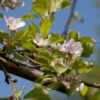 Apfelbaum Laxrons SuperB 60-80cm - Fest Und Feinwürzig -Nutrition Life Shop Malus LaxronsSuperB