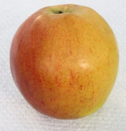 Apfelbaum Pommerscher Krummstiel 60-80cm - Fest Und Süßsauer