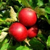 Apfelbaum Rote Sternrenette 60-80cm - Fest Und Süßsäuerlich 1 Apfelbaum Rote Sternrenette 60-80cm - Fest Und Süßsäuerlich -Nutrition Life Shop Malus RheinischerWinterrambour