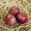 Apfelbaum Roter Eiserapfel 60-80cm - Ein Lagerapfel -Nutrition Life Shop Malus Roter Eiserapfel