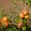 Apfelbaum Signe Tilisch 60-80cm - Feinwürzig Und Mildsäuerlich -Nutrition Life Shop Malus SigneTilisch