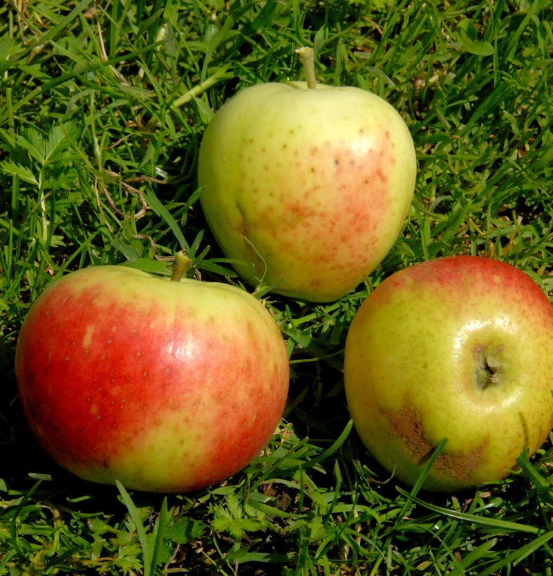 Apfelbaum Stark Earlist 60-80cm - Zart Und Edel 3 Apfelbaum Stark Earlist 60-80cm - Zart Und Edel