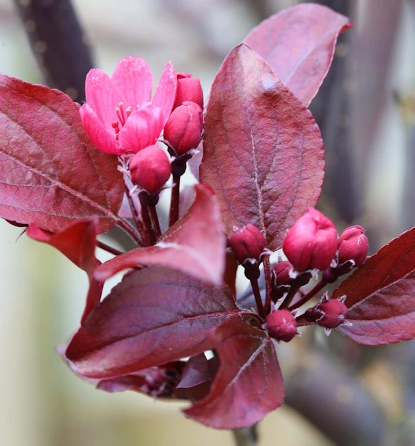 Hochstamm Rotlaubiger Zierapfel Scarletta 100-125cm - Malus Toringo 3 Hochstamm Rotlaubiger Zierapfel Scarletta 100-125cm - Malus Toringo