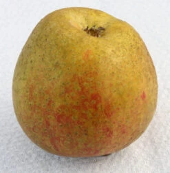 Apfelbaum Adamsparmäne 60-80cm - Fest Und Edel