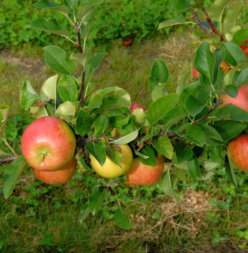 Apfelbaum Ingol 60-80cm - Guter Herbstsapfel 3 Apfelbaum Ingol 60-80cm - Guter Herbstsapfel