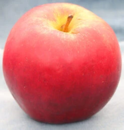 Apfelbaum Knebusch 60-80cm - Knackig Und Süß