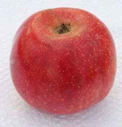 Apfelbaum Pfirsichroter 60-80cm - Knackig