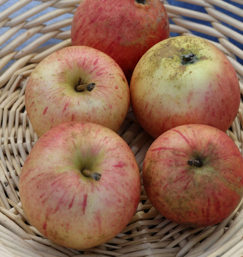 Apfelbaum Pison 60-80cm - Fest Und Sauer 3 Apfelbaum Pison 60-80cm - Fest Und Sauer