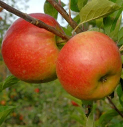 Apfelbaum Piros 60-80cm - Ein Frühapfel