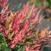 Himmelsbambus Blush Pink 30-40cm - Nandina Domestica 2 Himmelsbambus Blush Pink 30-40cm - Nandina Domestica -Nutrition Life Shop Nandina domestica Blush Pink 2